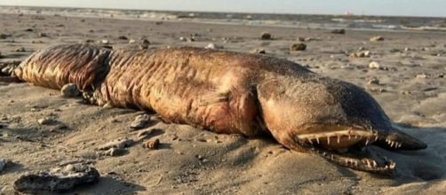 A biologist found a strange eyeless creature with fangs on a Texas City beach [Image: YouTube/ArounD WorRLD]