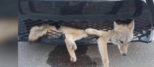 An Alberta, Canada woman thought she had hit and killed a coyote but it turned out to be alive [Image: YouTube/CityNews Toronto]