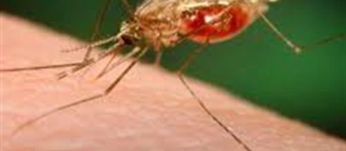 Bologna, due nuovi casi di malaria.