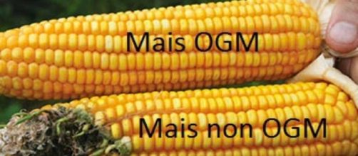 OGM: la Corte Ue boccia l'Italia