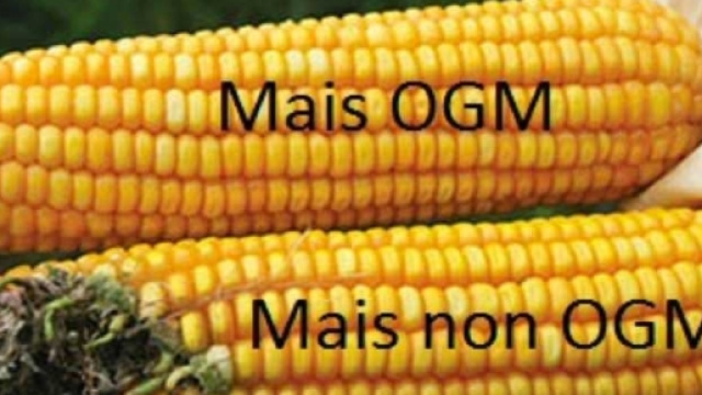 OGM: la Corte Ue boccia l'Italia