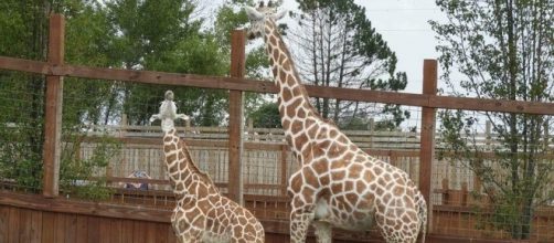 April the giraffe and baby Tajiri at the Animal Adventure Park in NY. Photo Credit: AAP Official Facebook