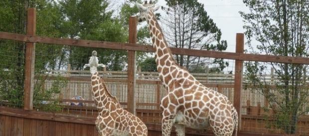 April the giraffe and baby Tajiri at the Animal Adventure Park in NY. Photo Credit: AAP Official Facebook April the giraffe and baby Tajiri at the Animal Adventure Park in NY. Photo Credit: AAP Official Facebook