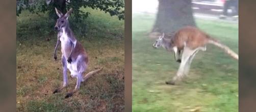 Joey the kangaroo escaped from a petting zoo in Kenosha County but has been recaptured [Image: YouTube/CBS Los Angeles]