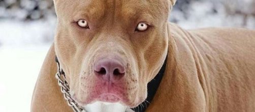 Il pitbull è soltanto una delle 18 razze di cani ritenute pericolose per l'uomo