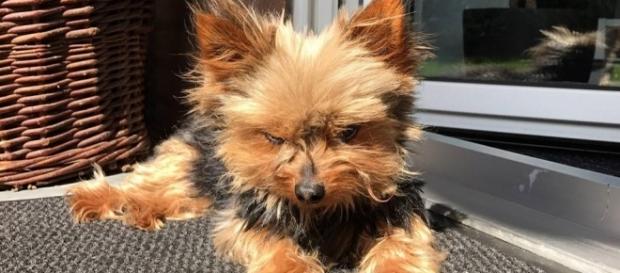 Brüggen: Einbrecher entkommt mit Familienhund Susi - rp-online.de Brüggen: Einbrecher entkommt mit Familienhund Susi - rp-online.de