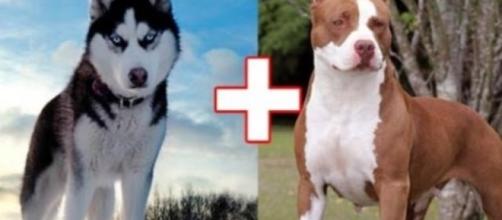 O pit bull e o husky siberiano foram duas raças escolhidas para uma cruza (foto: site gadoo.com)