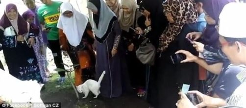 Felino desconhecido invadiu funeral e demonstrou estranho comportamento (Soffuan CZ)