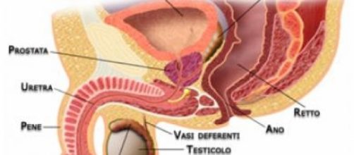 Per gli uomini alti, rischio maggiore di cancro ai testicoli ... - julienews.it