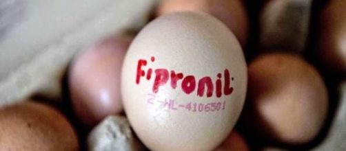 Uova contaminate dal Fipronil: si controlla nel lecchese. Gli esiti - leccotoday.it