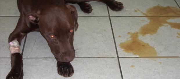 A dog suffering from parvovirus | photo via Wikipedia A dog suffering from parvovirus | photo via Wikipedia