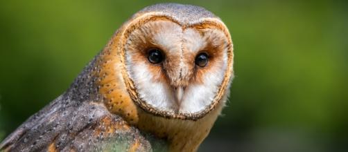 Barn owls retain their hearing well into old age. (Via Pixabay/LubosHouska)