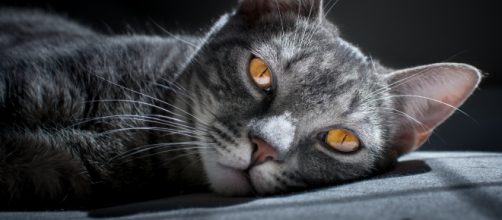Gatto striato grigio e bianco con profondi occhi gialli (da unsplash.com - Matheus Queiroz)