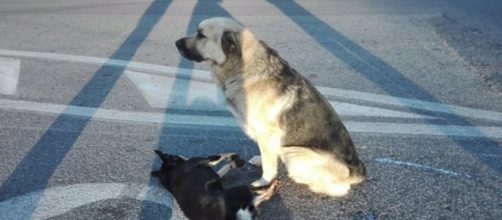 La veglia funebre di un cane per il suo compagno di giochi