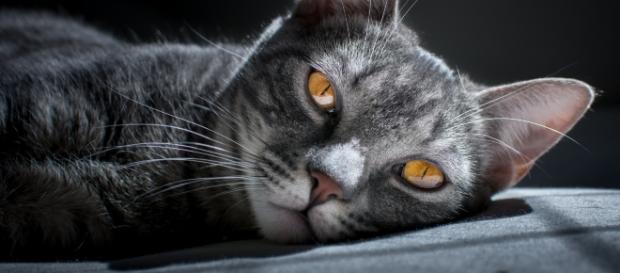 Gatto striato grigio e bianco con profondi occhi gialli (da unsplash.com - Matheus Queiroz) Gatto striato grigio e bianco con profondi occhi gialli (da unsplash.com - Matheus Queiroz)