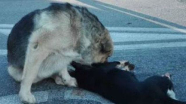 Il cane mentre veglia l'amico a quattro zampe