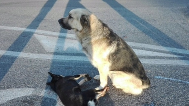 La veglia funebre di un cane per il suo compagno di giochi