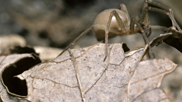 Ragno marrone eremita, Claressa Coleman ha sfiorato la morte