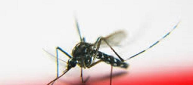 A mosquito - Image - tanakawho | Flickr A mosquito - Image - tanakawho | Flickr