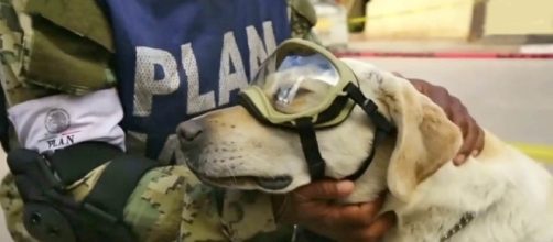 Frida the rescue dog has gone viral on social media as the Mexico Navy's best search and rescue dog [Image: YouTube/The Star Online]