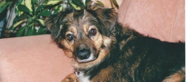 Tier-Drama: Hund „Yashin“ stirbt nach Tritt durch Kölner ... - Foto: Sigrid Schulz Tier-Drama: Hund „Yashin“ stirbt nach Tritt durch Kölner ... - Foto: Sigrid Schulz