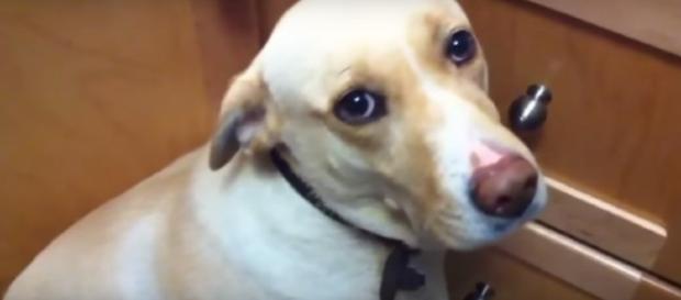New law criminalizes bestiality (Not the actual Scott Turner allegedly acted against) (Image from mihaifrancu/Youtube) New law criminalizes bestiality (Not the actual Scott Turner allegedly acted against) (Image from mihaifrancu/Youtube)