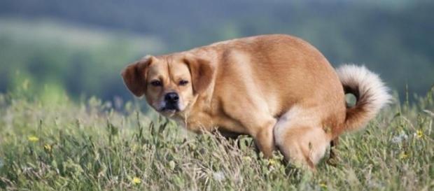 Descubra por que seu cachorro te olha enquanto faz cocô (foto:Twitter/thisisrobotbutt) Descubra por que seu cachorro te olha enquanto faz cocô (foto:Twitter/thisisrobotbutt)