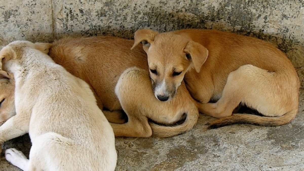 is there an island full of dogs