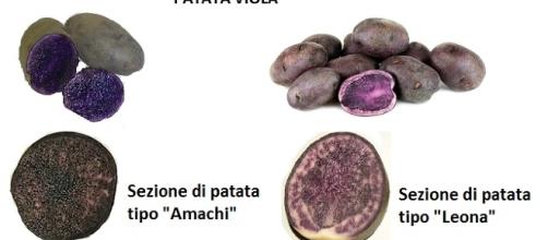 Patata Viola Una Risorsa Per La Nostra Salute A Partire Dal Microbioma