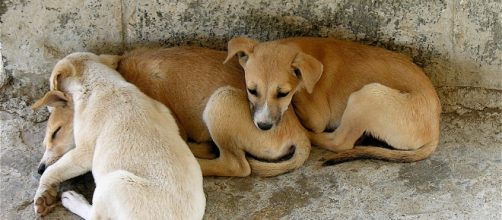 Dogs of Elephanta Island | Unfortunate overpopulation of dog… | Flickr Flickr