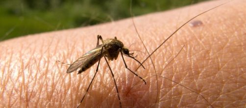 Altri casi di malaria in Italia.