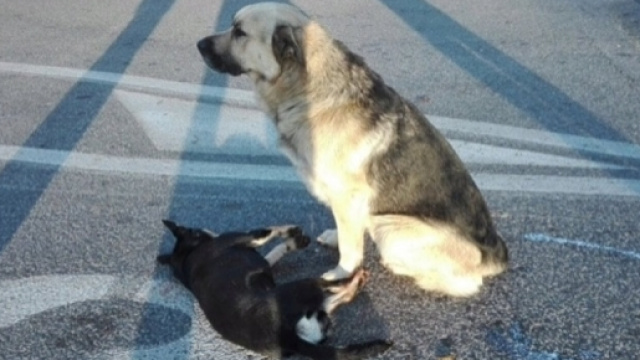 Roma, cane veglia l'amico investito - foto da facebook (repubblica.it)