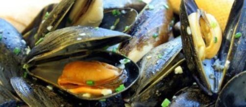 Ancona, cozze alla salmonella: allarme in un grande allevamento locale