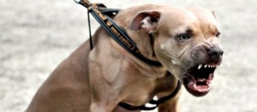 Ecco un esemplare di American Pitbull