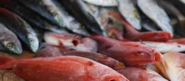 El atún adulterado resalta por su particular enrojecimiento, aparentando más frescura. El atún adulterado resalta por su particular enrojecimiento, aparentando más frescura.