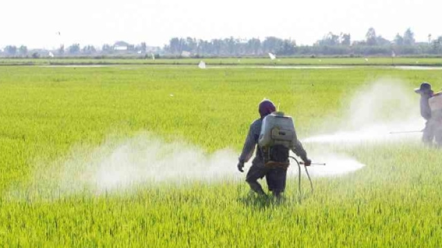 Campi coltivati irrrorati con il Roundup