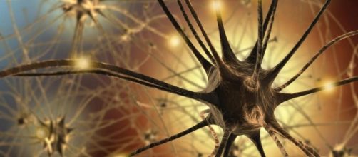 Scoperti i neuroni "taniciti" da alcuni ricercatori inglesi che producono ,nell'organismo,il senso di sazietà.Fonte:http://www.lastampa.it/