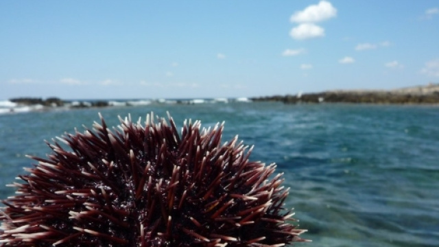 Dal mare potrebbero arrivare nuove risorse contro il cancro.