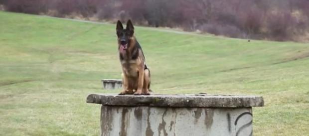 6 types of dog breeds you can have as pets. Image-Viralbe/youTube 6 types of dog breeds you can have as pets. Image-Viralbe/youTube