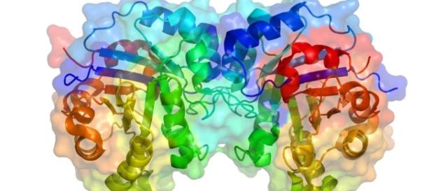 Conheça as propriedades da lipase Conheça as propriedades da lipase