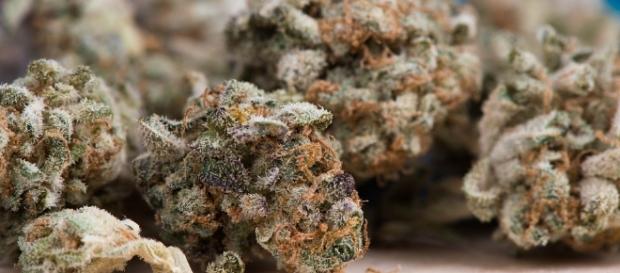 Cannabis, Marijuana, Image via pixabay. Cannabis, Marijuana, Image via pixabay.
