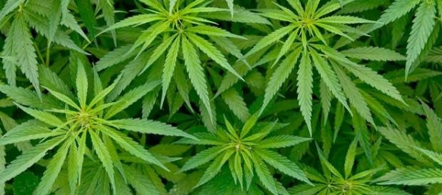 marijuana legale usa colorado possibilità gourmet fast food marijuana legale usa colorado possibilità gourmet fast food