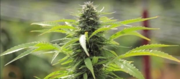 Picture of marijuana plant. (Image from StopvotingTandL/Youtube) Picture of marijuana plant. (Image from StopvotingTandL/Youtube)