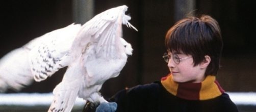 Harry Potter': Every Magical Creature Shown in the Movies ... - hollywoodreporter.com