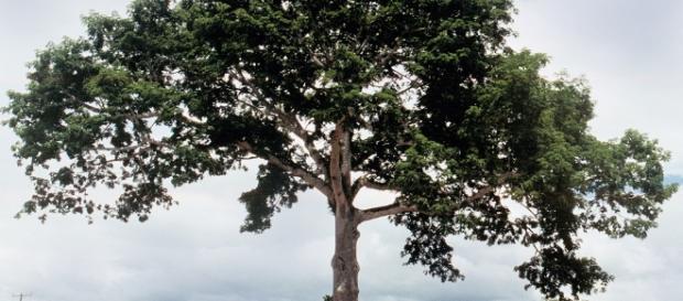 ¡Indignante! Arrancan ceiba de 100 años para construir un casino ¡Indignante! Arrancan ceiba de 100 años para construir un casino