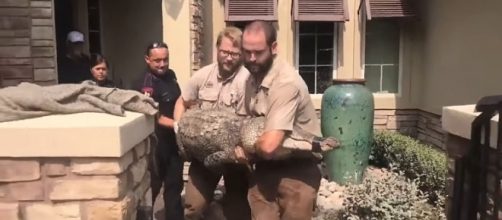 A Humble, Texas homeowner found a 10-foot alligator in his dining room [Image: YouTube/PTI News Corporation]