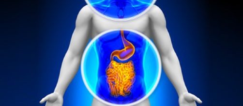 La chiave per l'ansia risiede nell'intestino?