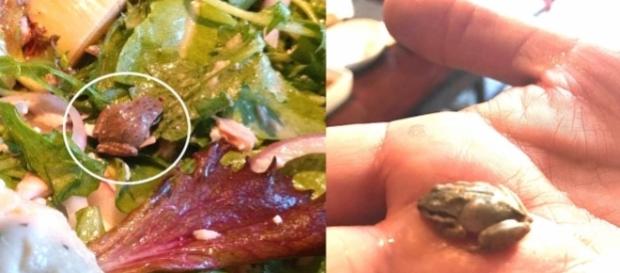 Becky Garfinkel achou um sapo em sua salada e resolveu mantê-lo como animal de estimação Becky Garfinkel achou um sapo em sua salada e resolveu mantê-lo como animal de estimação