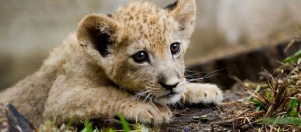 Un lionceau retrouvé dans un appartement en Seine-Saint-Denis Un lionceau retrouvé dans un appartement en Seine-Saint-Denis
