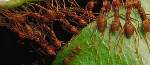 Una cooperación muy rentable hormiga-planta